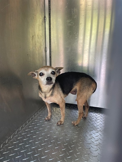 Adoptable Dog