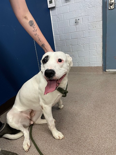 Adoptable Dog