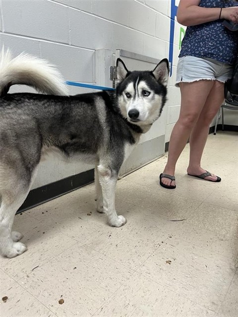 Adoptable Dog