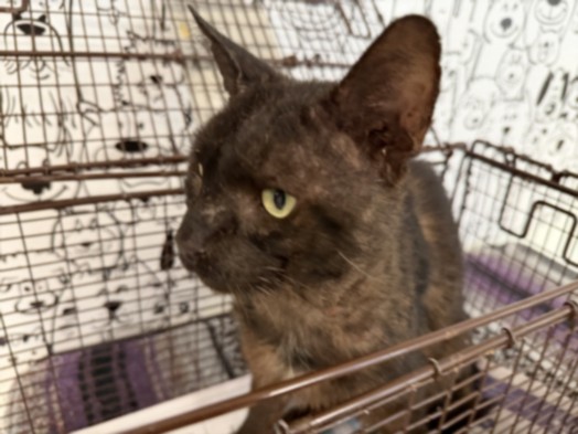 Adoptable Cat