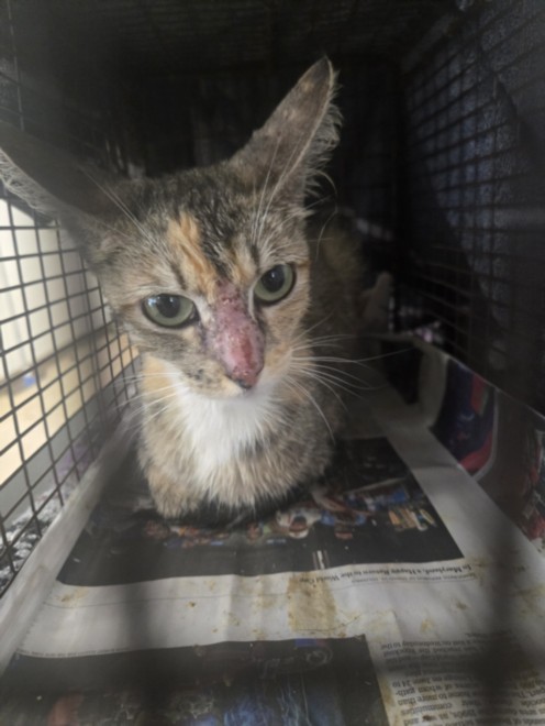 Adoptable Cat