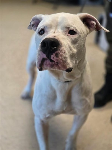 Adoptable Dog