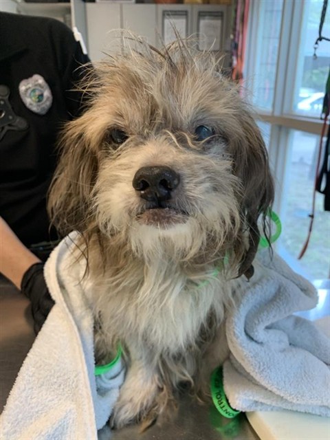 Adoptable Dog