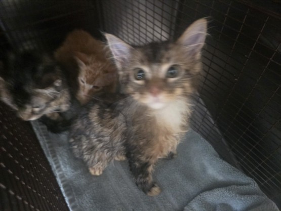 Adoptable Cat