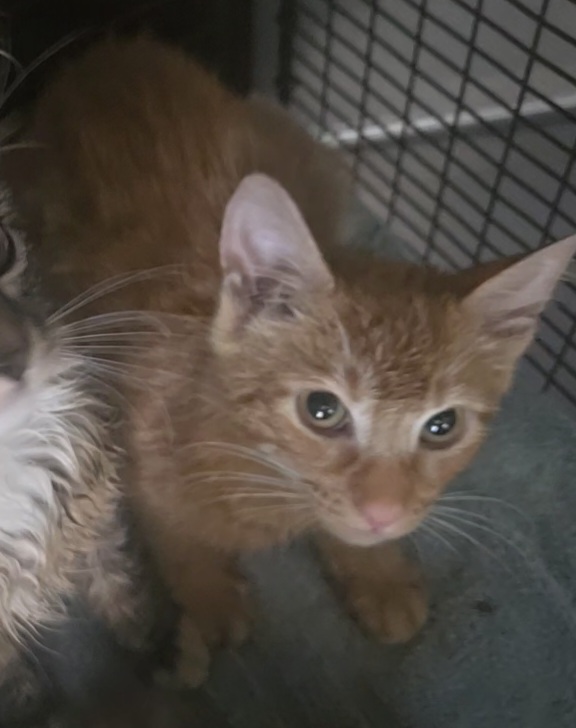 Adoptable Cat
