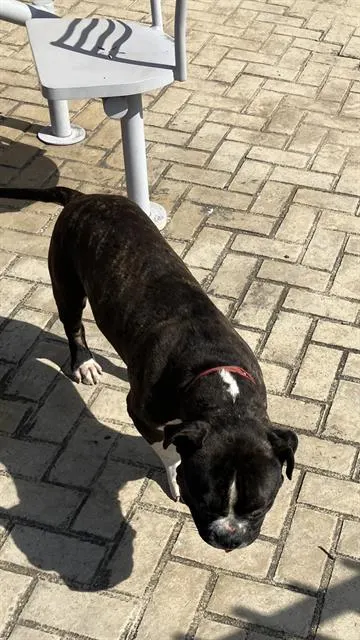 Rex