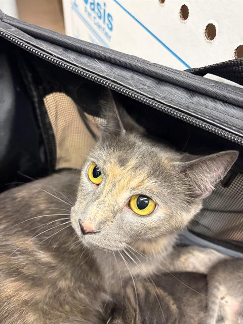 Cattan