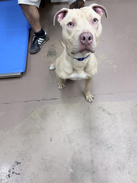 Adoptable Dog