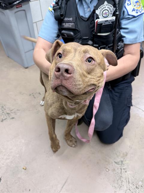 Adoptable Dog