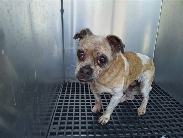 Adoptable Dog