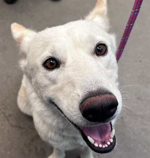 Tundra*