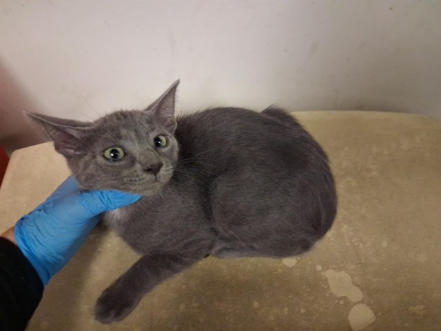 Adoptable Cat