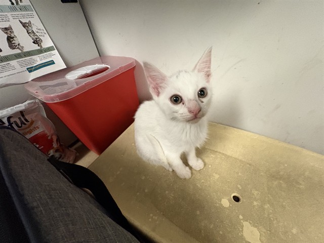 Adoptable Cat