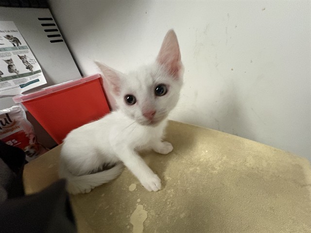 Adoptable Cat