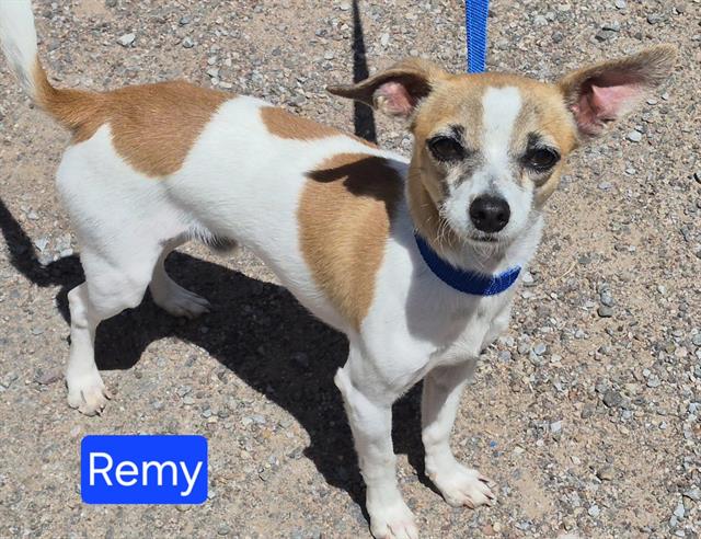 Remi