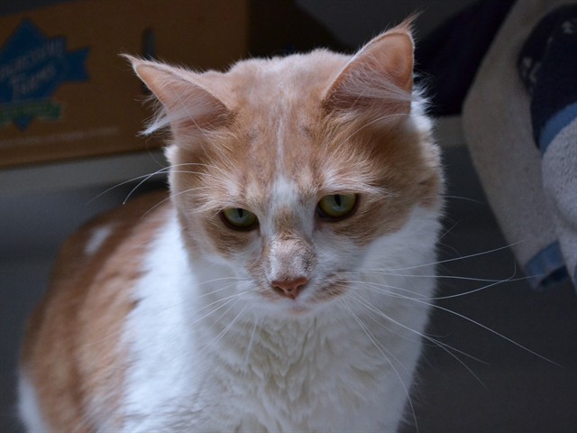 Clyde