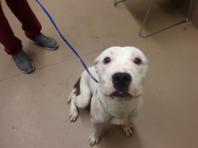 Adoptable Dog