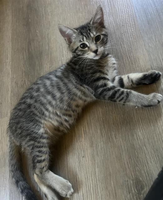 Pepper