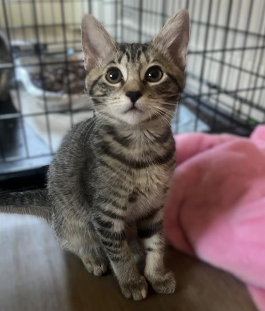Cayenne