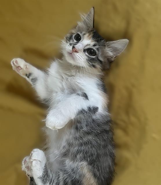 Callie