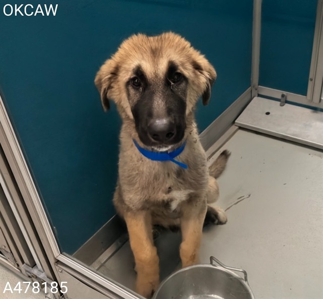 Adoptable Dog