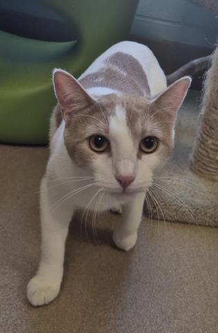 Milo