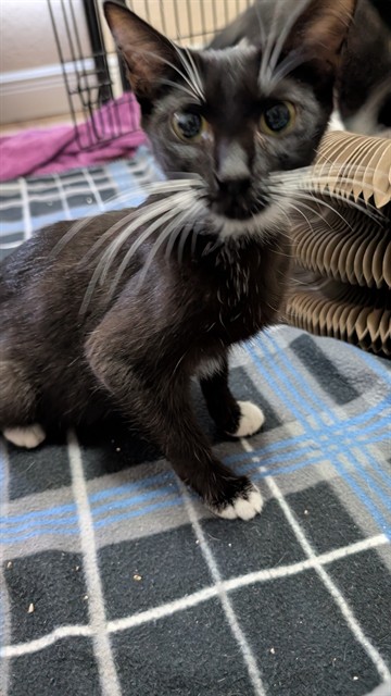 Adoptable Cat
