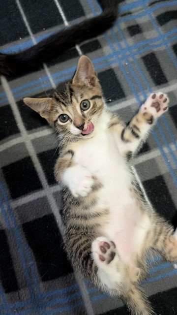 Adoptable Cat