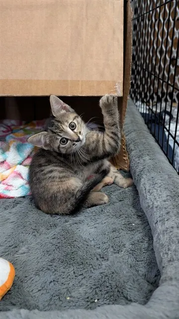 Adoptable Cat