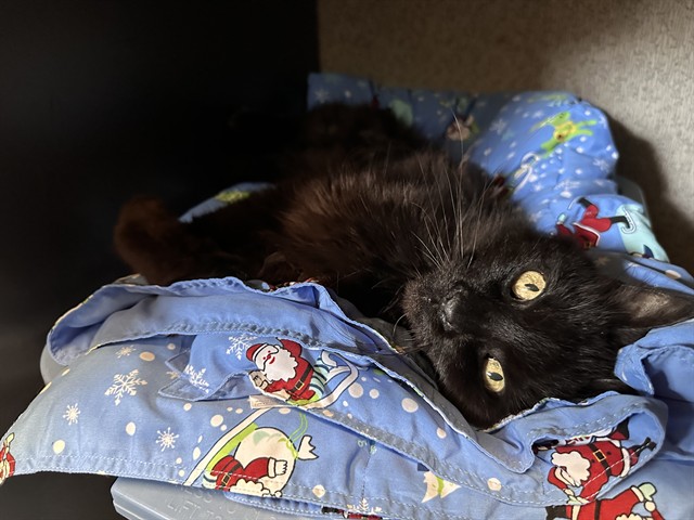 Sir Nibs