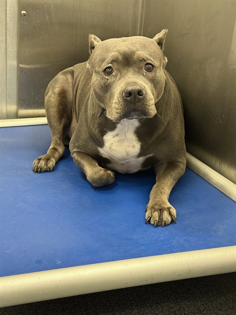 Nala