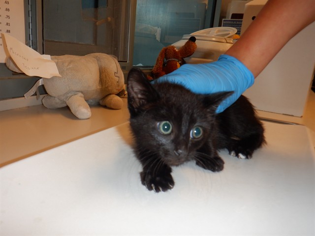 Adoptable Cat