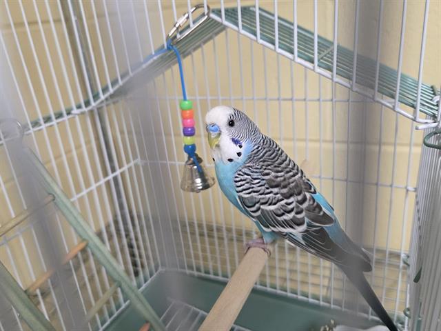 Sheldon