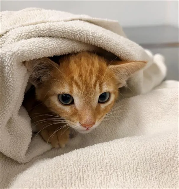 Adoptable Cat