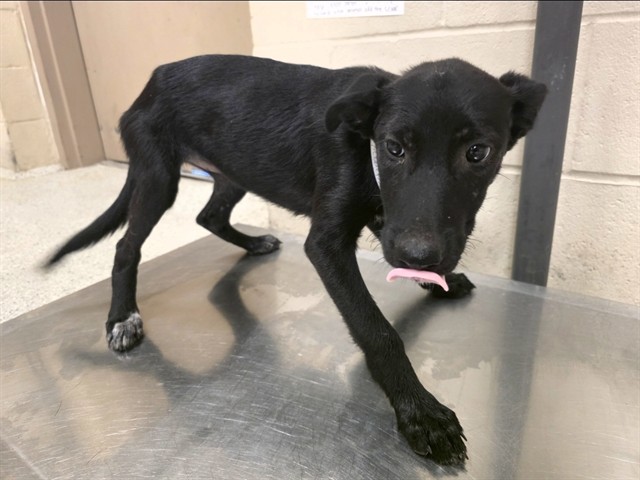 Adoptable Dog