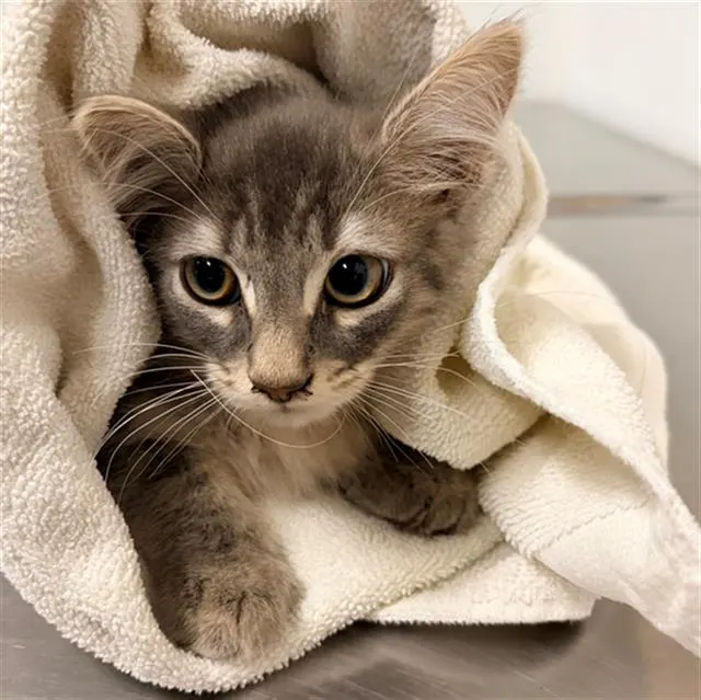 Adoptable Cat