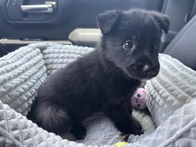 Adoptable Dog