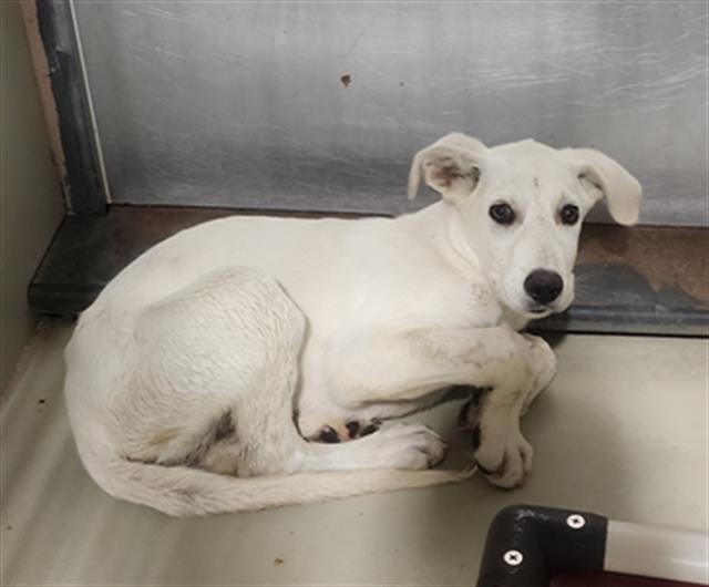 Adoptable Dog