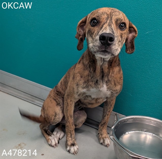 Adoptable Dog