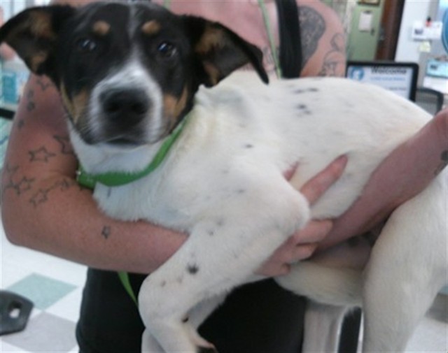 Adoptable Dog
