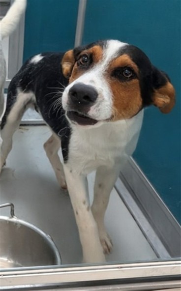 Adoptable Dog