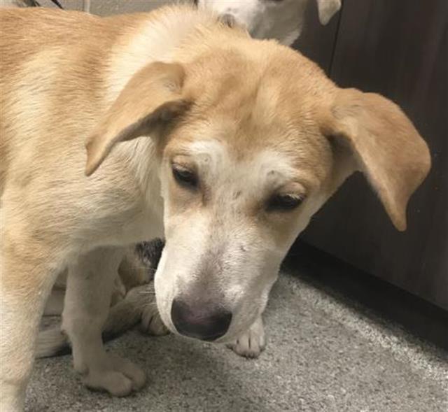Adoptable Dog