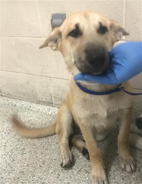 Adoptable Dog