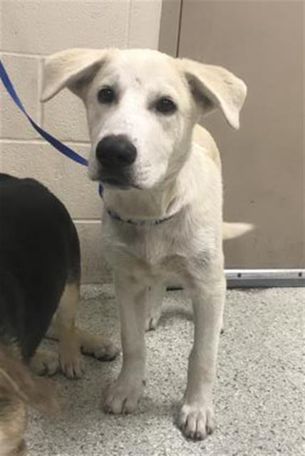 Adoptable Dog