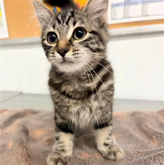 Adoptable Cat
