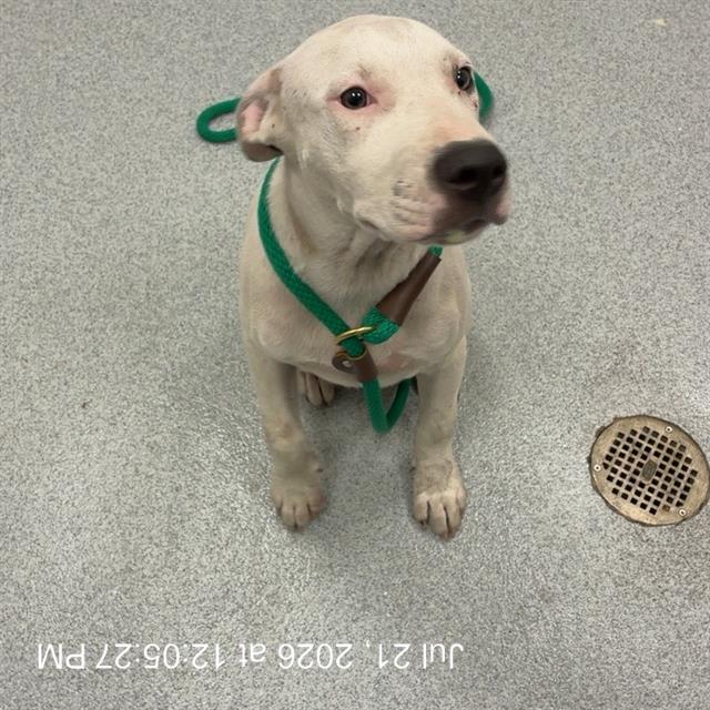 Adoptable Dog