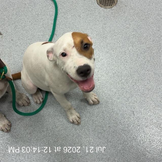 Adoptable Dog