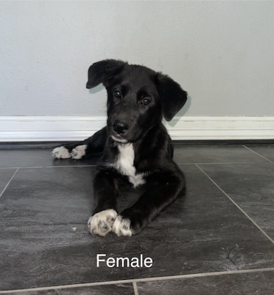 Adoptable Dog