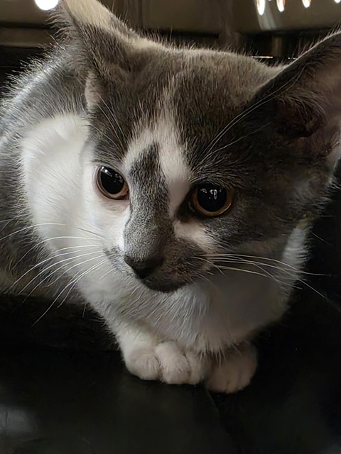 Tulip
