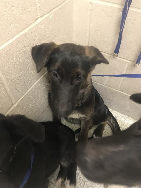 Adoptable Dog